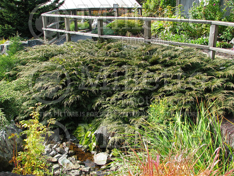 Microbiota decussata (Russian arbor-vitae conifer) 1 