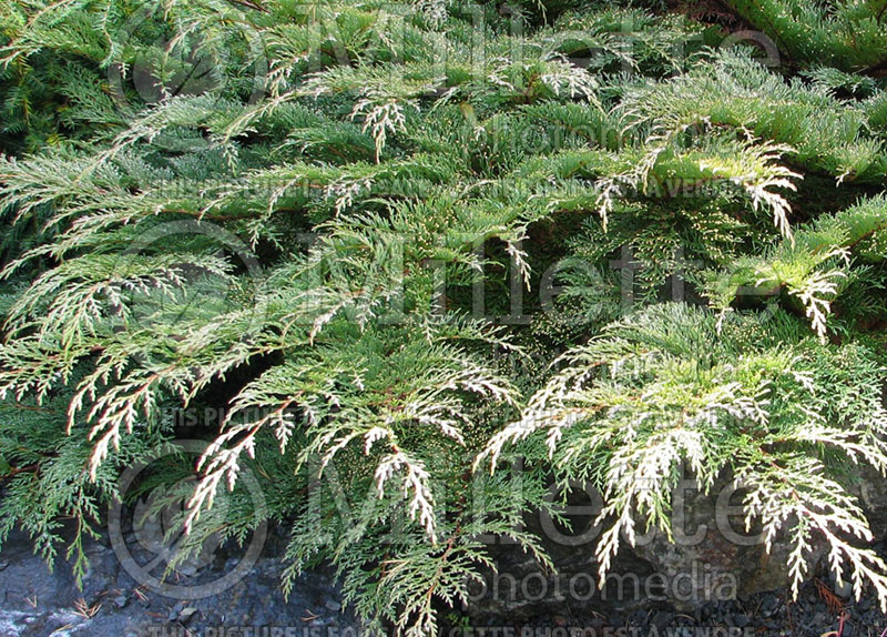 Microbiota decussata (Russian arbor-vitae conifer) 6 