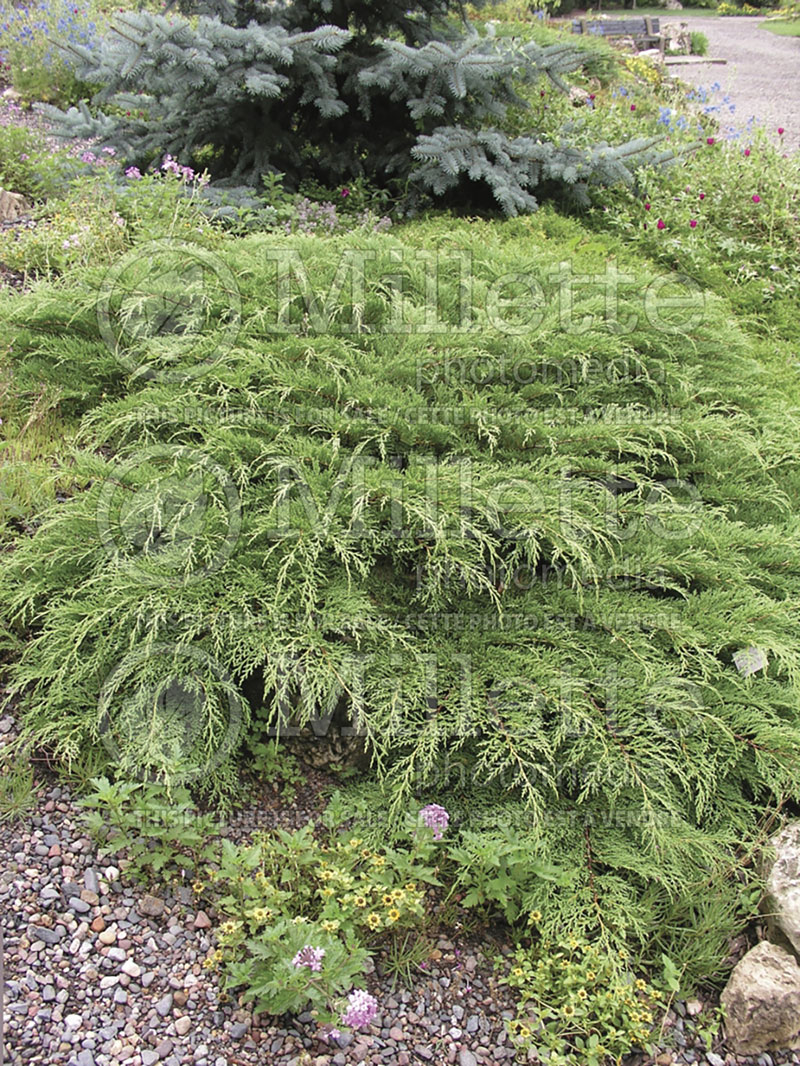 Microbiota decussata (Russian arbor-vitae conifer) 7 