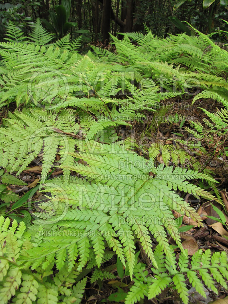 Microlepia strigosa (Lace Fern, Palapalai) 2 