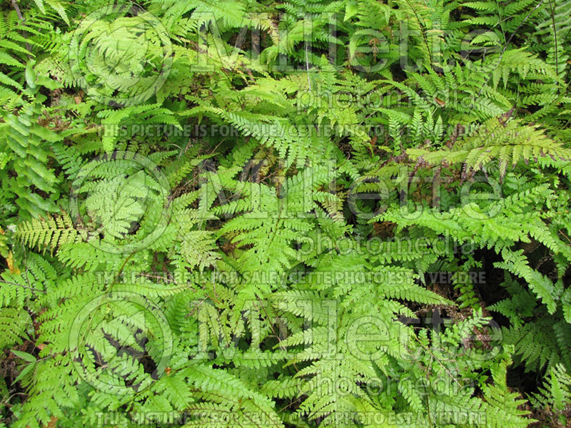 Microlepia strigosa (Lace Fern, Palapalai) 3 