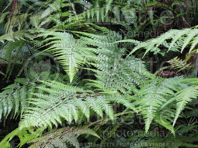 Microlepia strigosa (Lace Fern, Palapalai) 4 