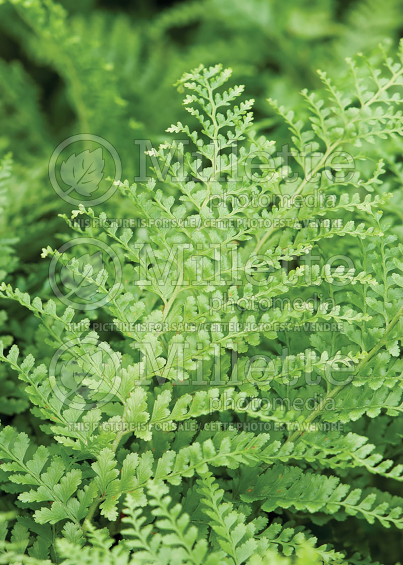 Microlepia strigosa (Lace Fern, Palapalai) 1 