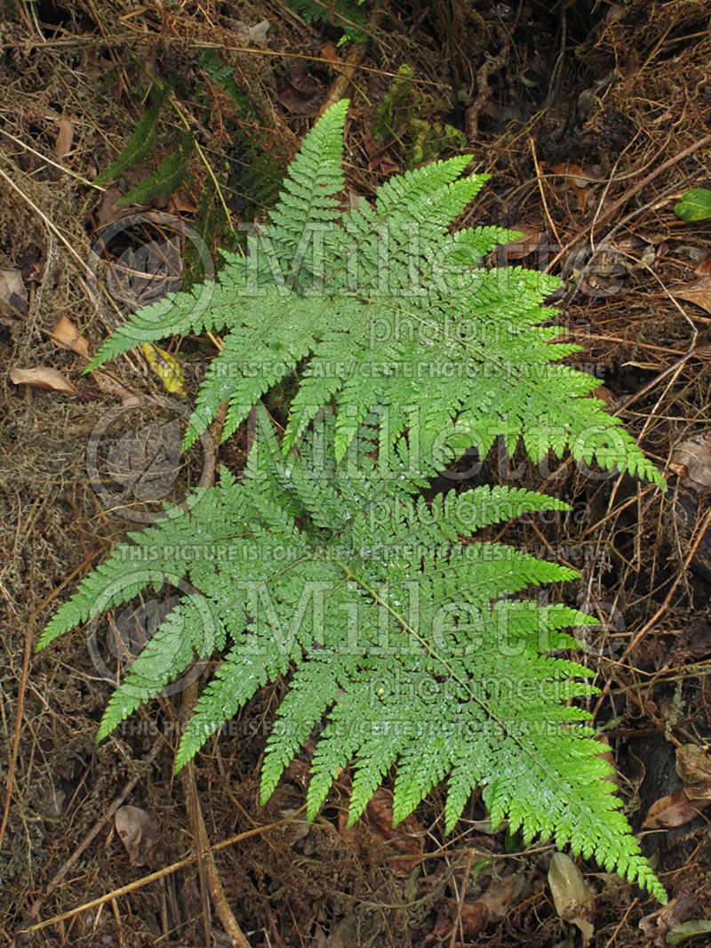 Microlepia strigosa (Lace Fern, Palapalai) 5 