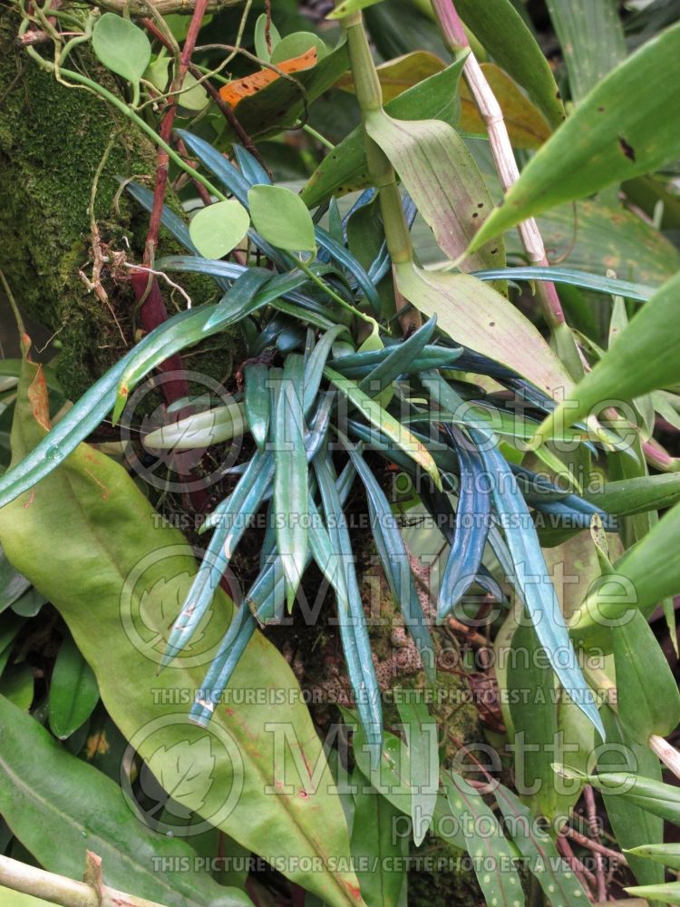 Microsorum thailandicum (Blue Oil Fern) 2