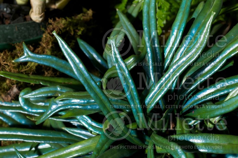 Microsorum thailandicum (Blue Oil Fern) 1