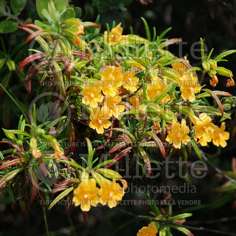 Mimulus aurantiacus (Monkeyflowers) 1 