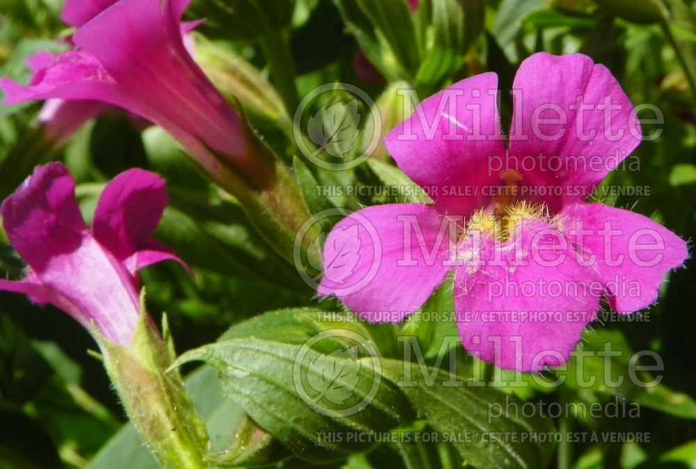 Mimulus lewisii (Monkeyflowers) 1 