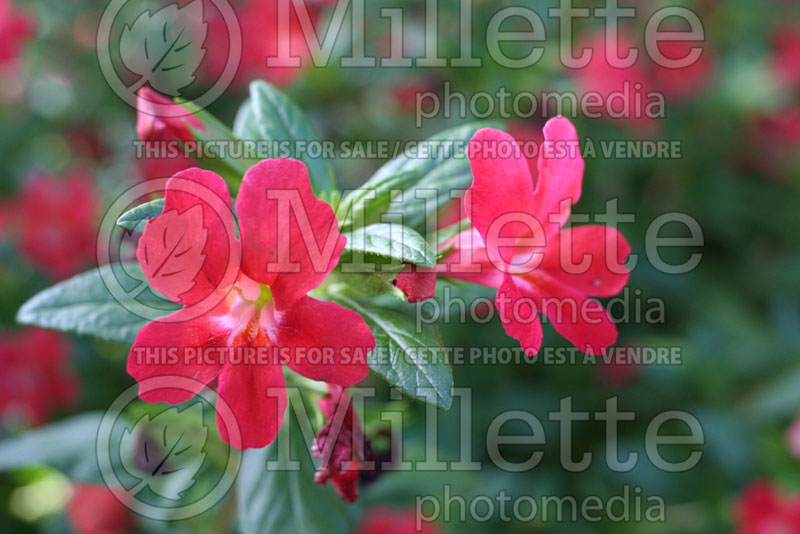 Mimulus Valentine (Monkeyflowers) 1 