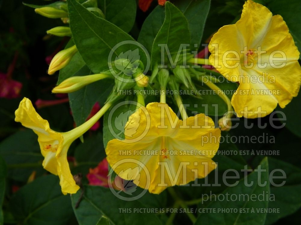 Mirabilis jalapa (Four O'Clock, Marvel of Peru) 1 