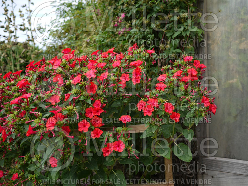 Mirabilis Hot Glow (the four o'clock flower or marvel of Peru) 1 