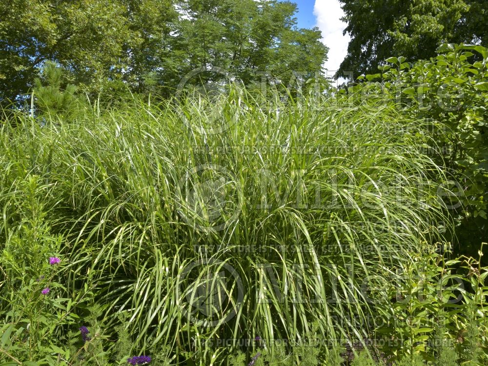 Miscanthus Little Dot aka Punktchen (Maiden Grasses Ornamental Grass) 5