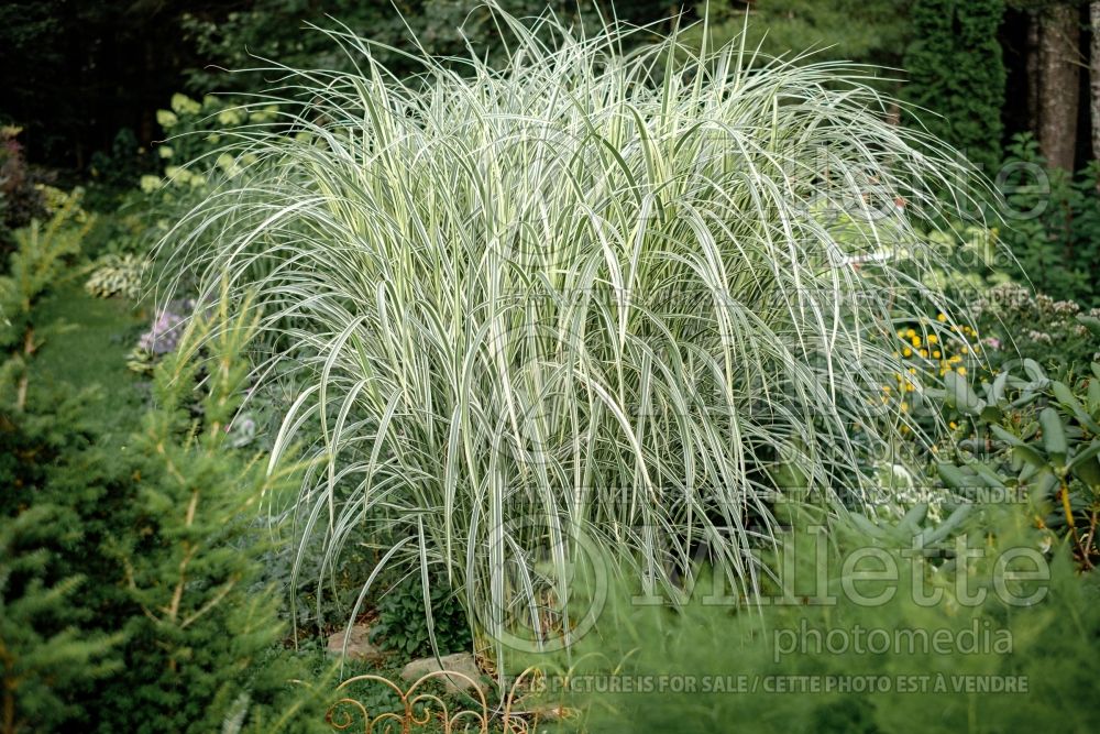 Miscanthus Dixieland (Maiden Grasses Ornamental Grass) 5