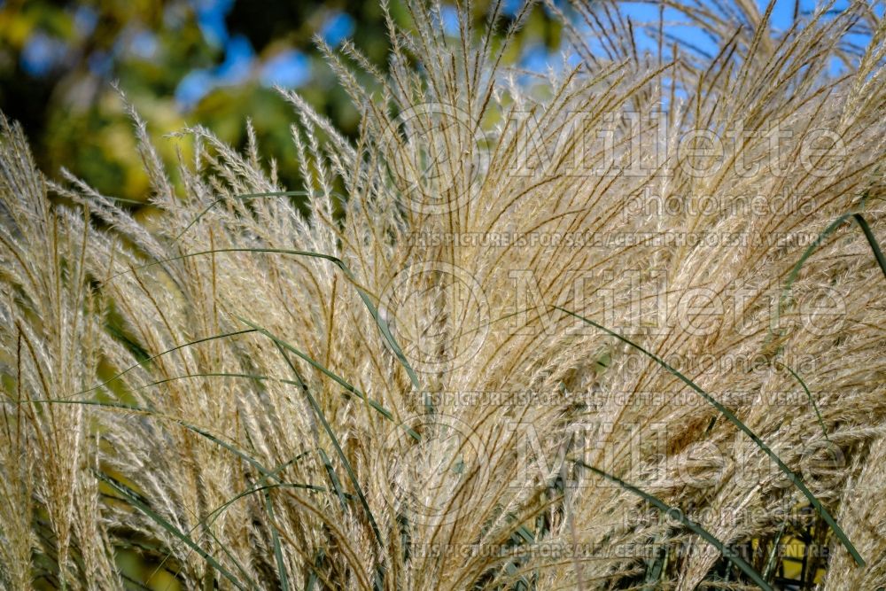 Miscanthus Encore (Maiden Grasses Ornamental Grass) 2