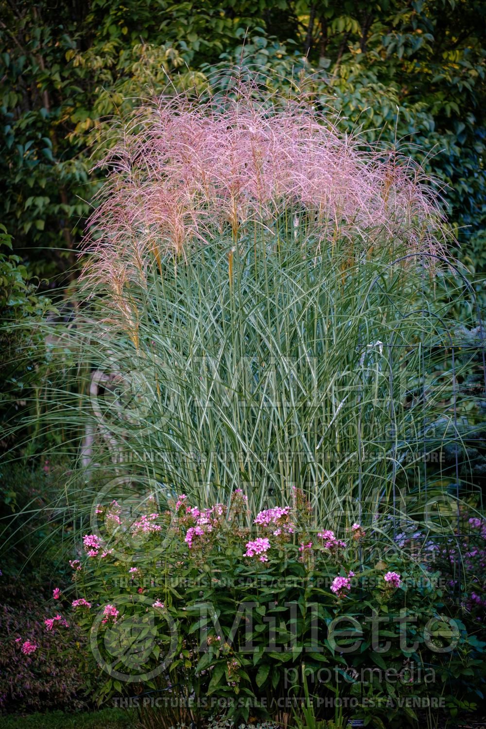 Miscanthus Encore (Maiden Grasses Ornamental Grass) 3