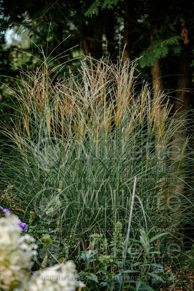 Miscanthus Kleine Silberspinne (Chinese silver grass Ornamental Grass) 3