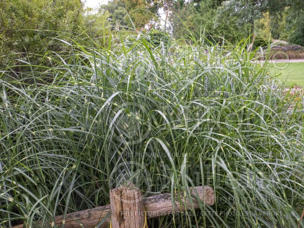 Miscanthus Little Dot aka Punktchen (Maiden Grasses Ornamental Grass) 4