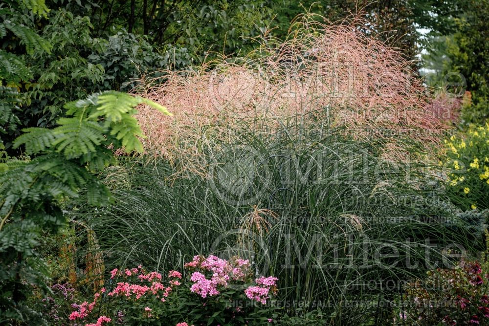 Miscanthus Encore (Maiden Grasses Ornamental Grass) 1