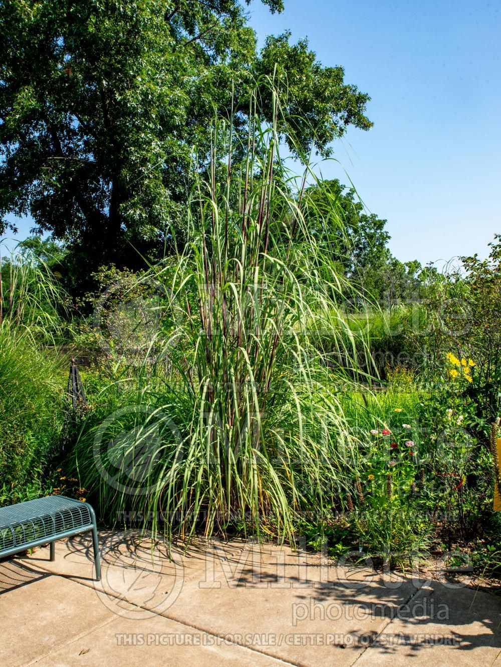 Miscanthus Giganteus (Maiden Grasses Ornamental Grass) 2