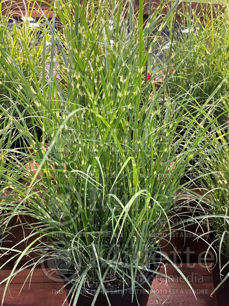 Miscanthus High Frequency (Maiden Grasses Ornamental Grass) 1