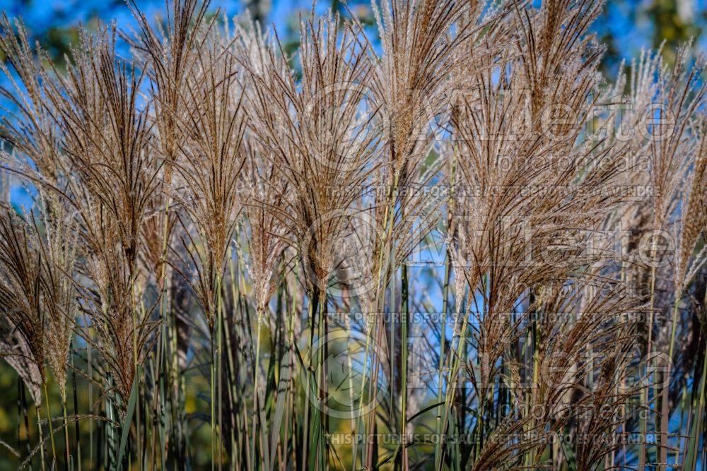 Miscanthus Malepartus (Maiden Grasses Ornamental Grass) 14 