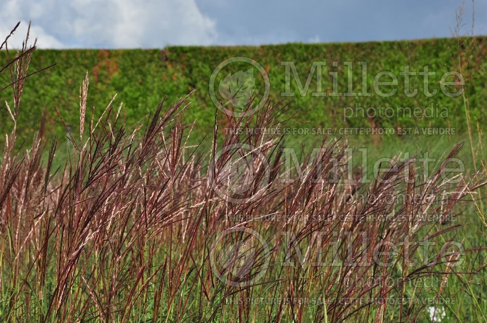 Miscanthus Red Chief (Chinese silver grass Ornamental Grass) 1