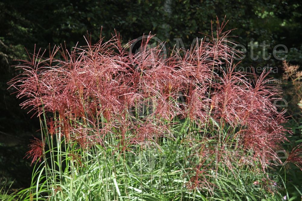 Miscanthus Sirene (Maiden Grasses Ornamental Grass) 3