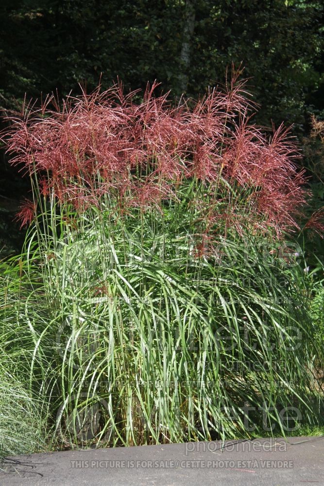 Miscanthus Sirene (Maiden Grasses Ornamental Grass) 4