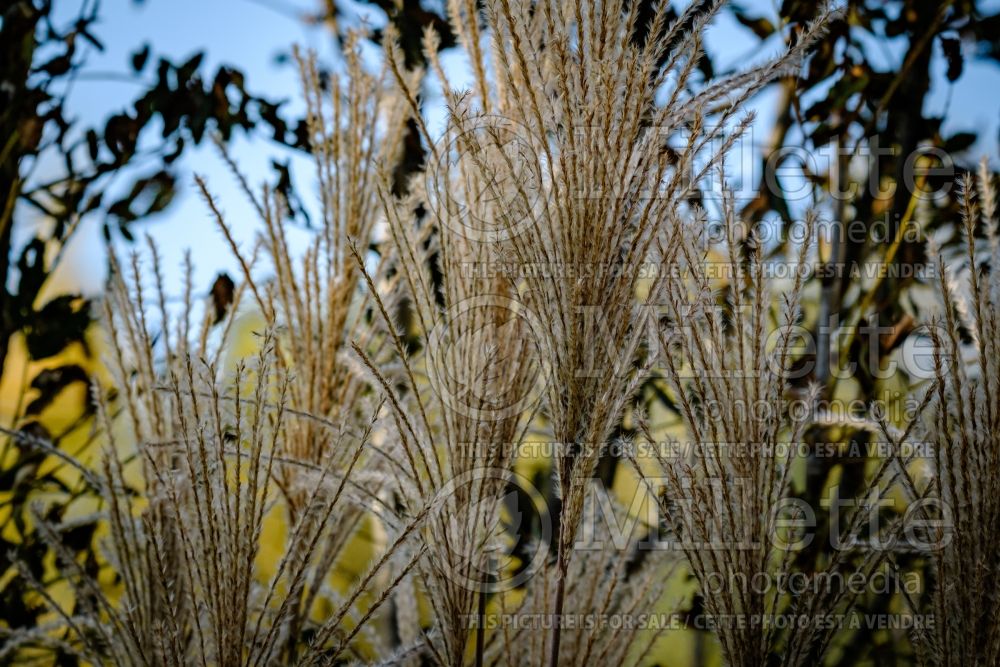 Miscanthus Undine (Maiden Grasses Ornamental Grass) 1 