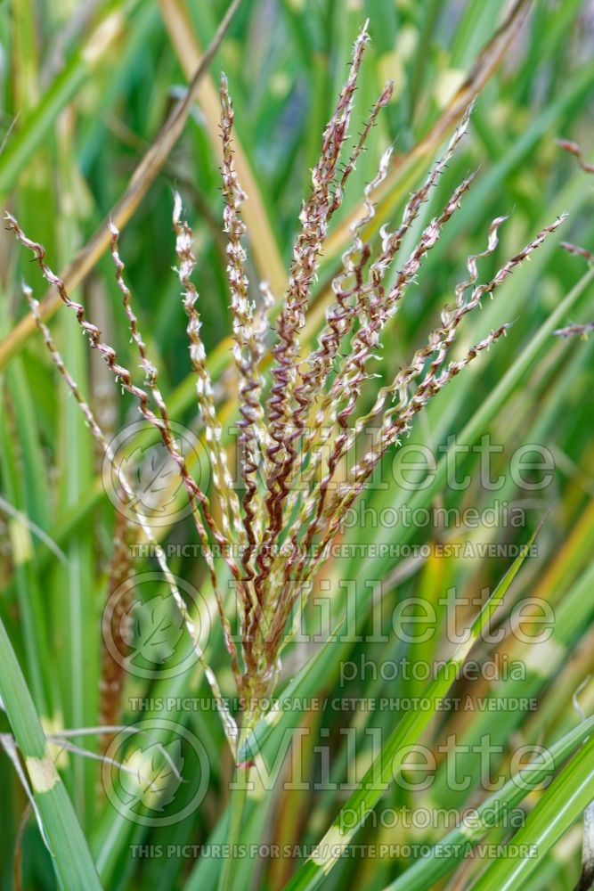 Miscanthus Zebrinus (Zebra Grass Ornamental Grass) 8