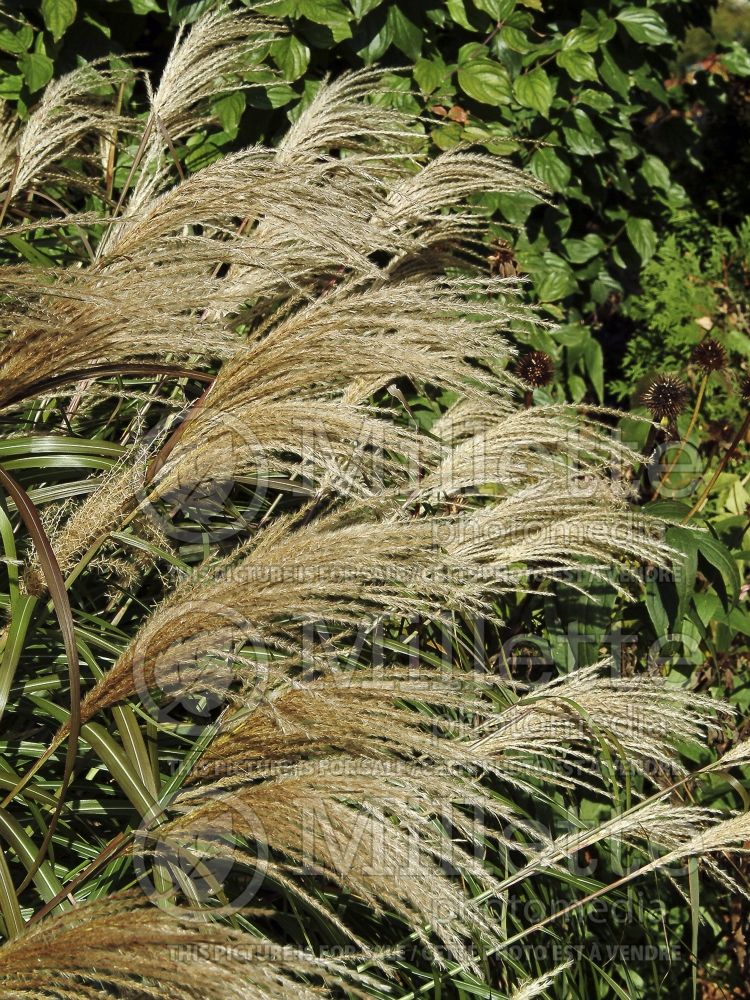 Miscanthus Sirene (Maiden Grasses Ornamental Grass) 7