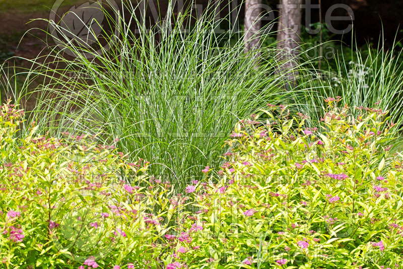 Miscanthus Gracillimus (Maiden Grasses Ornamental Grass) 2