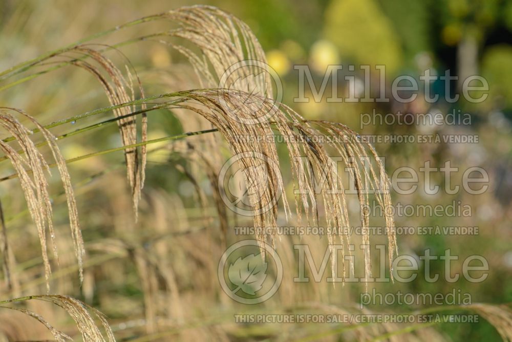 Miscanthus nepalensis (Ornamental Grass) 1