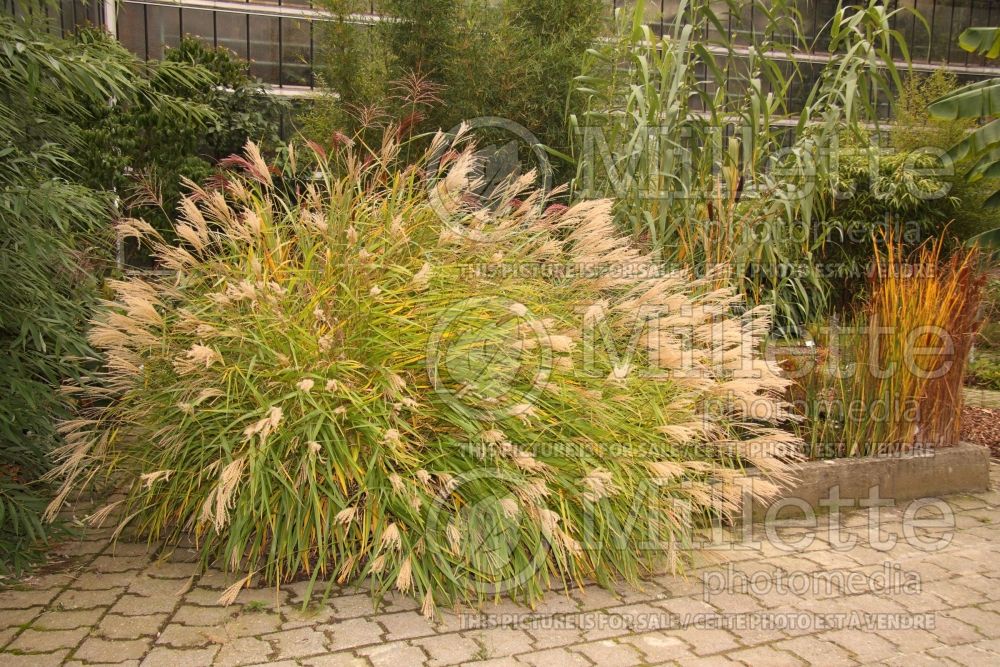 Miscanthus oligostachyus (small Japanese silver grass Ornamental Grass) 1