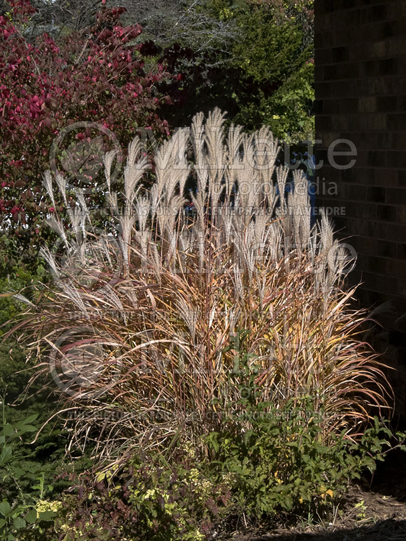 Miscanthus sinensis purpurascens  (Maiden Grasses Ornamental Grass) 15 