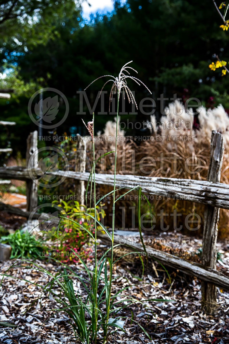 Miscanthus Roland (Maiden Grasses Ornamental Grass) 1