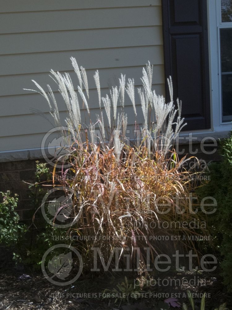 Miscanthus sinensis purpurascens  (Maiden Grasses Ornamental Grass) 3 