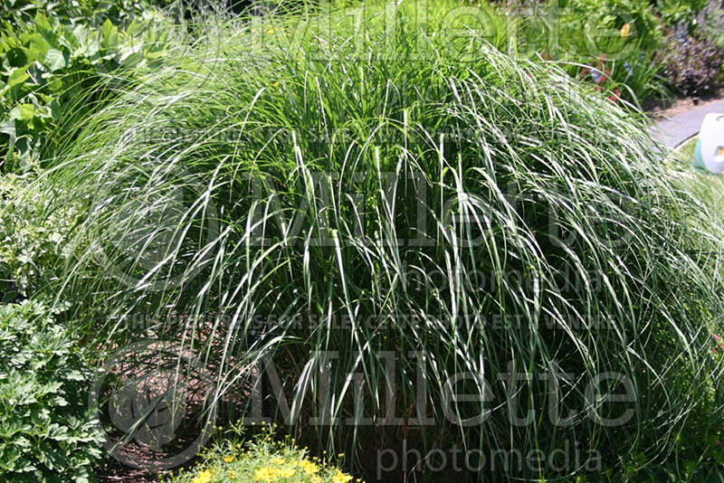 Miscanthus Adagio (Maiden Grasses Ornamental Grass) 1