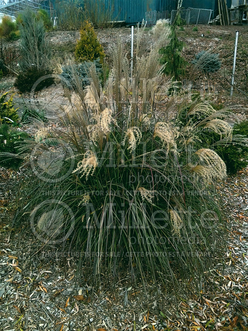 Miscanthus Adagio (Maiden Grasses Ornamental Grass) 2 