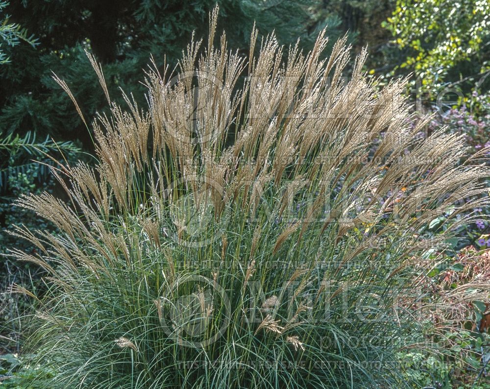 Miscanthus Adagio (Maiden Grasses Ornamental Grass) 10 