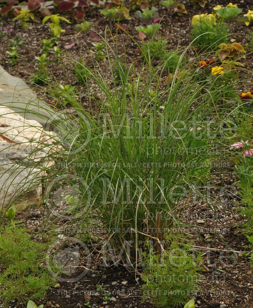 Miscanthus Adagio (Maiden Grasses Ornamental Grass) 6 