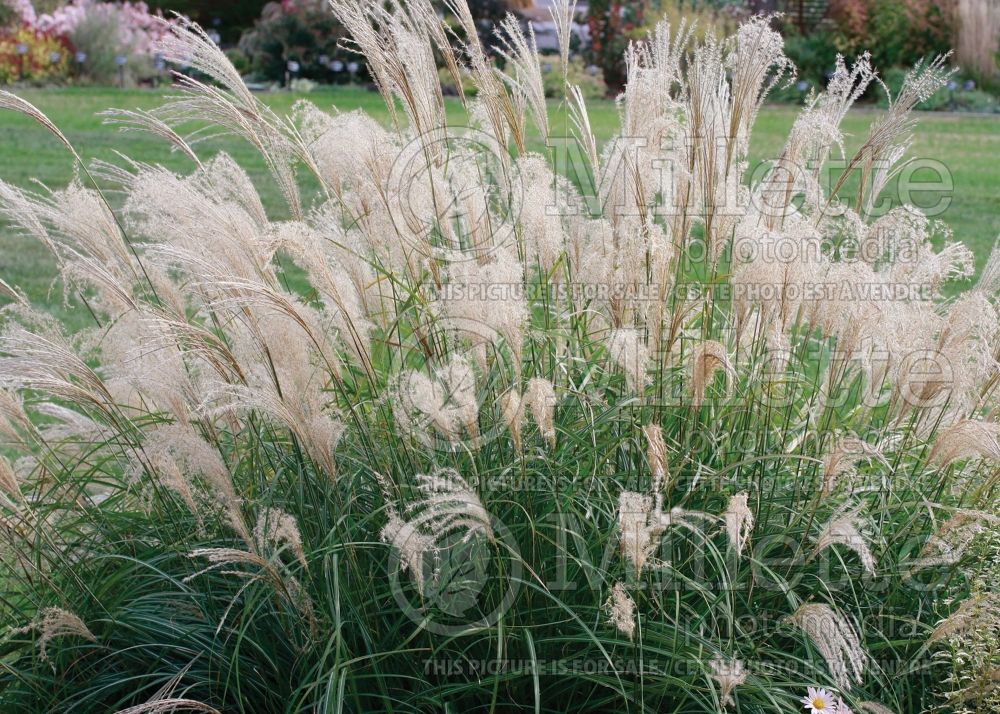 Miscanthus Adagio (Maiden Grasses Ornamental Grass) 9 