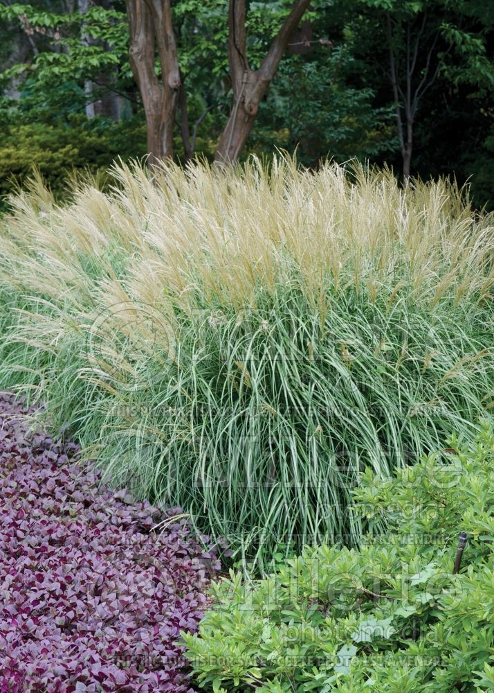Miscanthus Adagio (Maiden Grasses Ornamental Grass) 8 