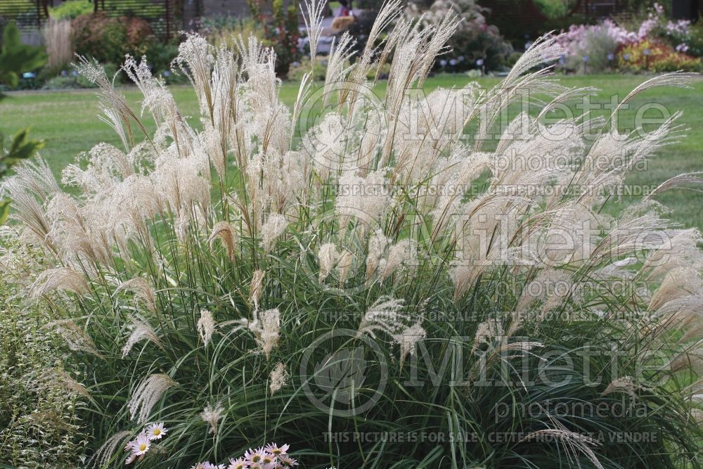 Miscanthus Adagio (Maiden Grasses Ornamental Grass) 3 
