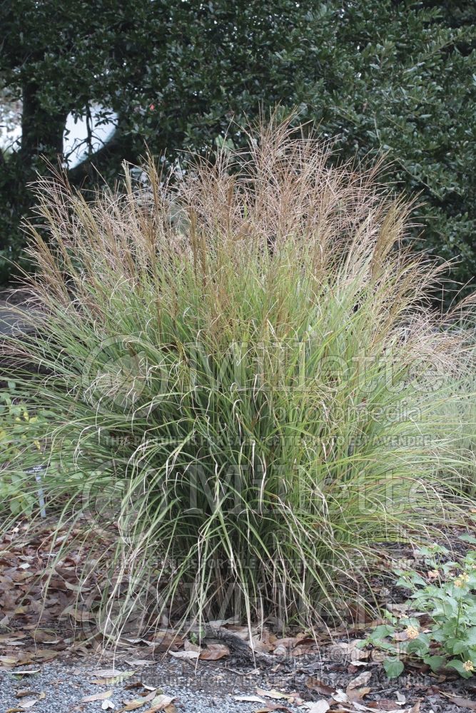 Miscanthus Adagio (Maiden Grasses Ornamental Grass) 4 