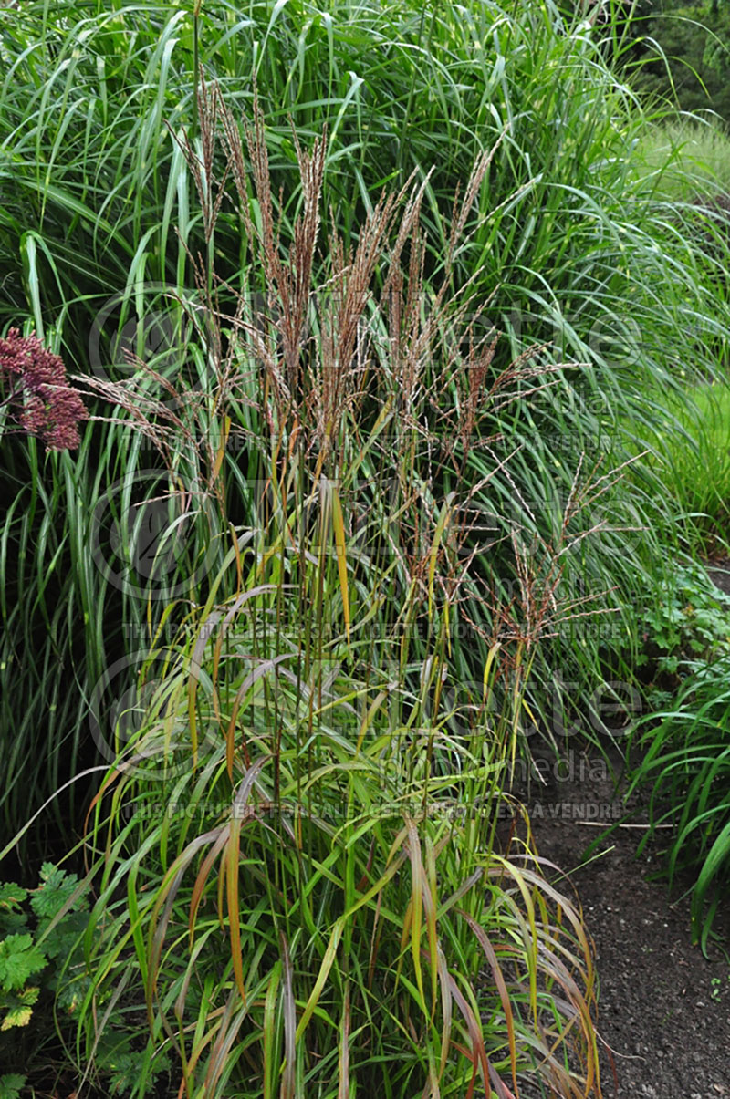 Miscanthus Afrika (Chinese silver grass Ornamental Grass) 2