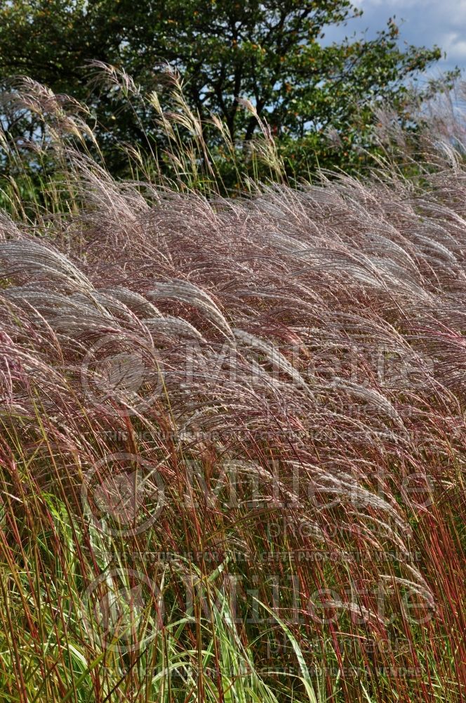 Miscanthus Aldebaran (Chinese silver grass Ornamental Grass) 2