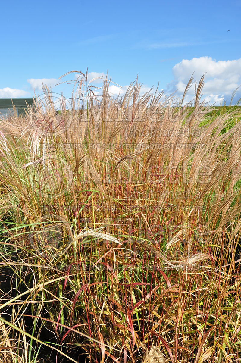 Miscanthus Aldebaran (Chinese silver grass Ornamental Grass) 1