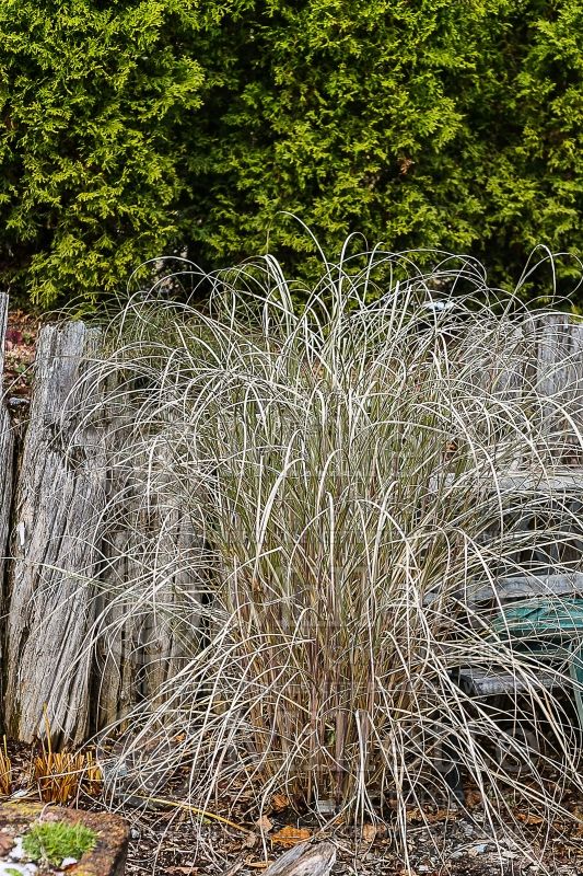 Miscanthus Arabesque (Maiden Grasses Ornamental Grass) 2