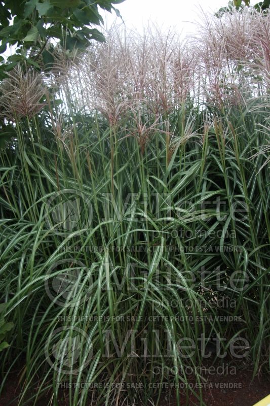 Miscanthus Arabesque (Maiden Grasses Ornamental Grass) 1